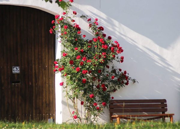 rosenhof Tür-cropped